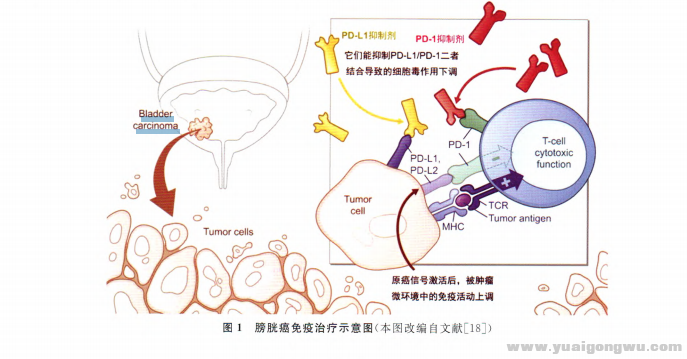 膀胱癌免疫治疗的进展1.png